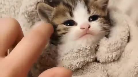 Cute kittens 😸