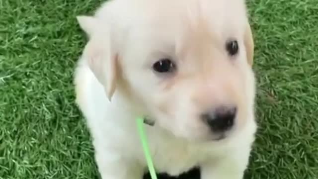 Playing with my cute golden retriever puppy he is so strong (2)