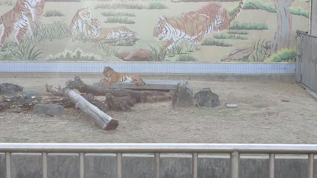 A tiger at a zoo