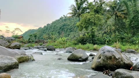 tropical rapids JD savanyu