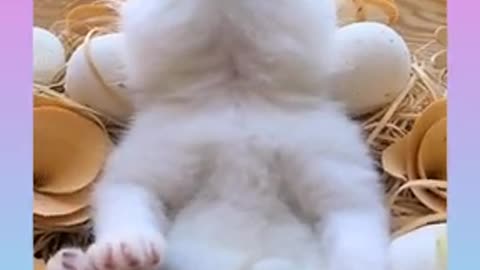 Cats and dogs funny videos
