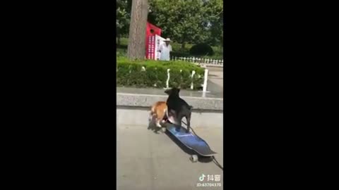 Amazing Dogs Skills