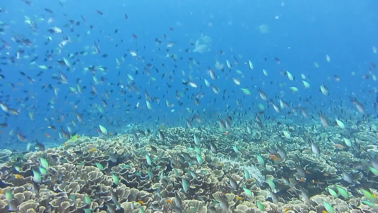 Intact coral reef with hard corals and different tropical fish