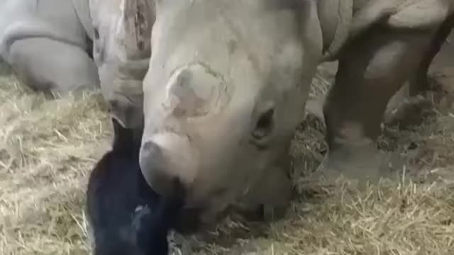 Are Rhino's friendly?