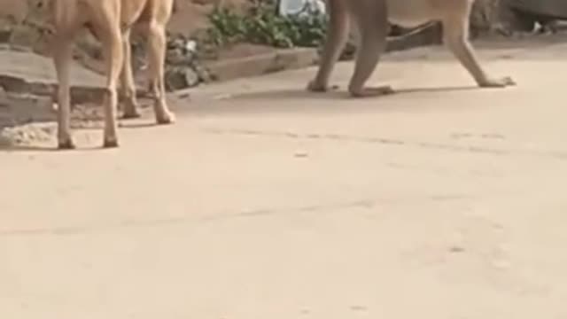 MONKEY HIDES ASS FROM DOG