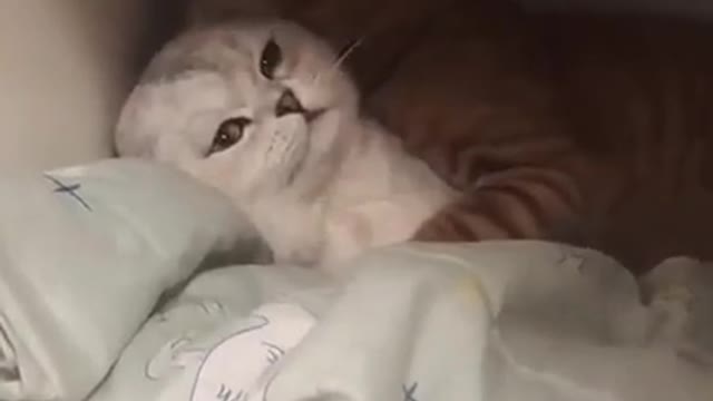 funny cat video || most popular cat of the world || how to take care of a cat || persian cat