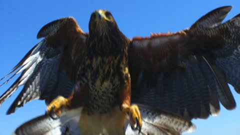 The Eagle in flight