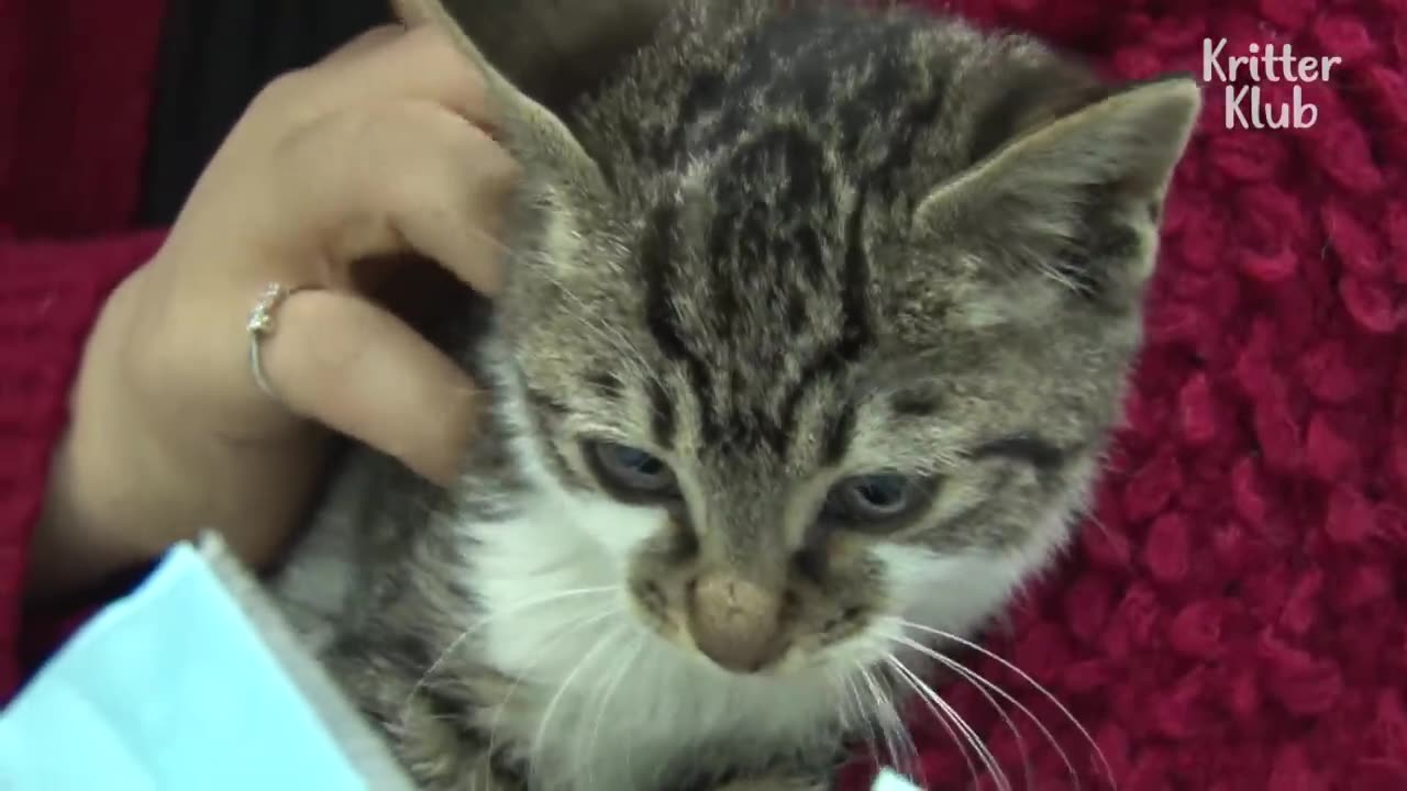 Kitten won't let go the grieve of his dead father