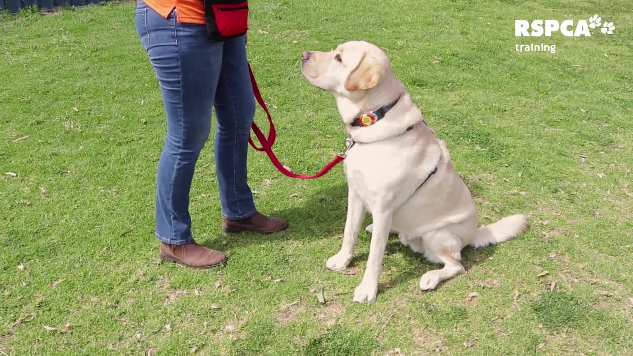 How to teach your dog to sit and drop!