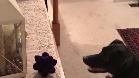 Black dog trying to reach for toy on table but is not able to