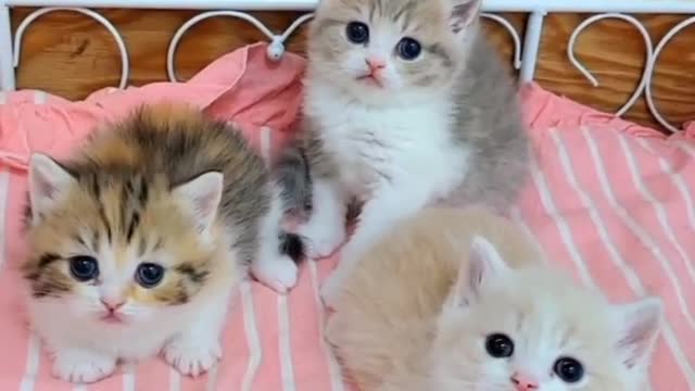 Soo Cute Little Kittens 😍