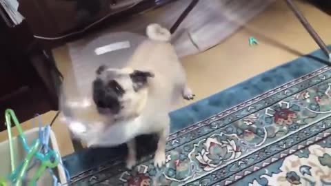 Top 10 Dog barking Vedio ♥ Dog barking sound - nakakatawa talaga ang aso