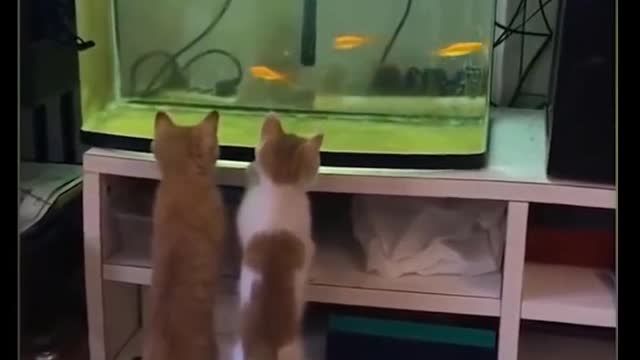 Short Compilation Video of Cute Animals