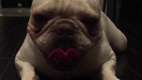 White french bulldog pants like crazy