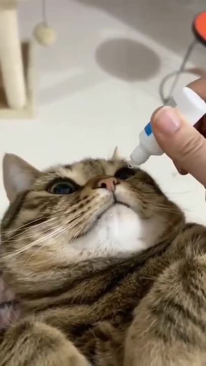 Cats and dogs _ cats meowing _ cats funny videos #shorts