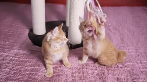 Three little Teddy kittens | Cutest Baby British kittens