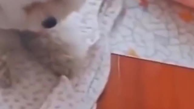 Doggy gets scared!