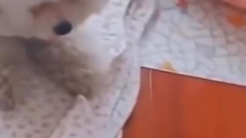 Doggy gets scared!