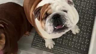 ANGRY bulldog wants his food NOW