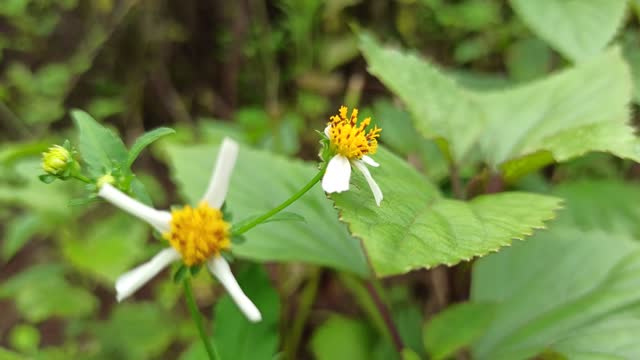 Beautiful White Flower