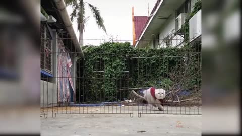 Baby Cats - Cute and Funny Cat Videos Compilation