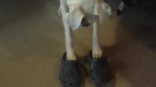 cachorro com (crock) andando a vontade.isso é Bom???