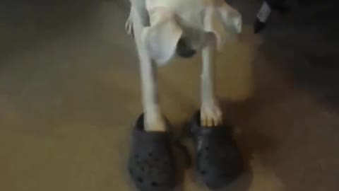 cachorro com (crock) andando a vontade.isso é Bom???