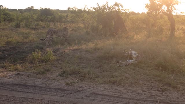 Cheetah in the Kruger national park