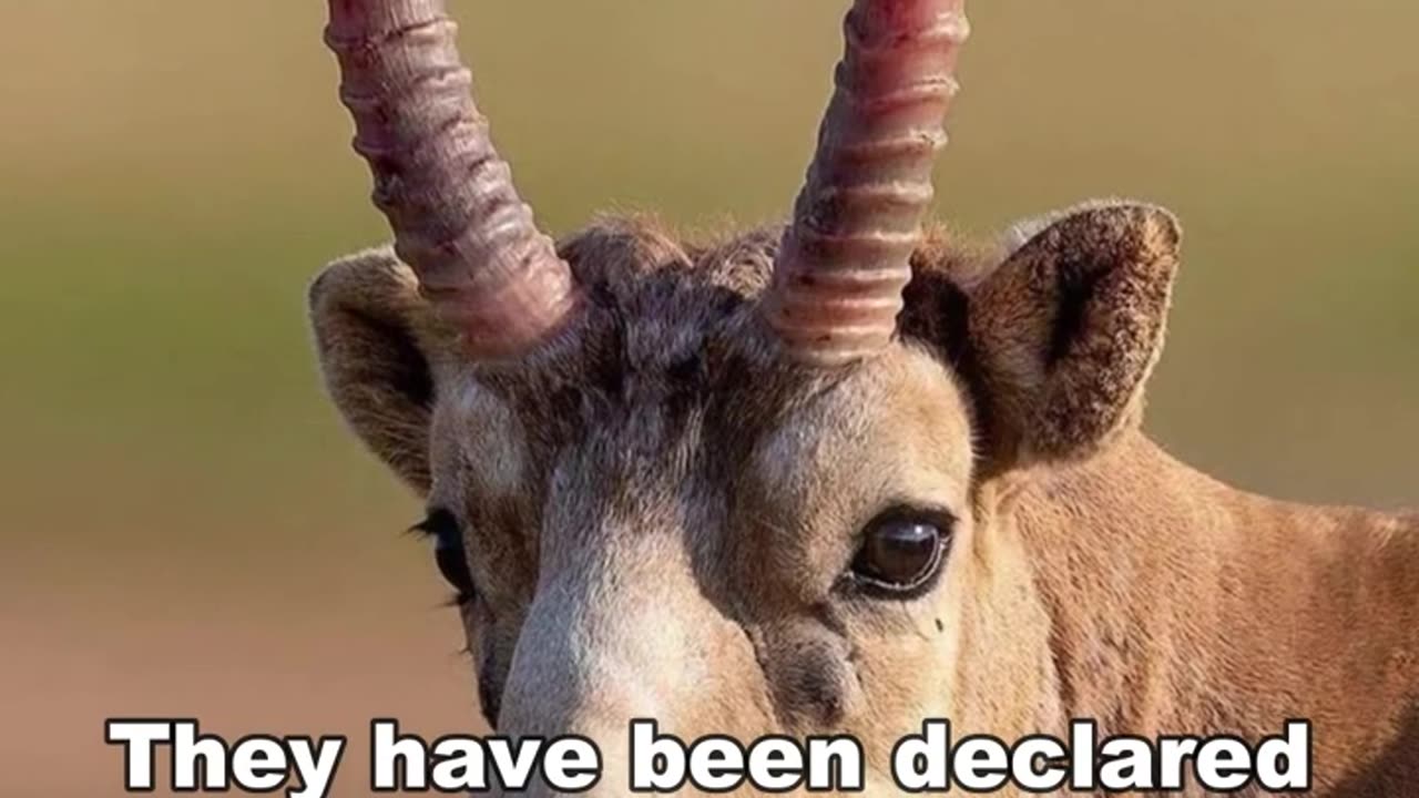 Saiga Antelope | This Animal Come Straight From The Star Wars #shorts