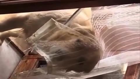 funny dog videos#11!!!