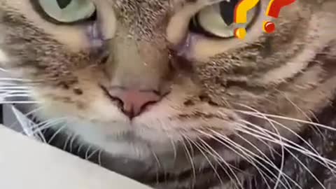 Funny cat | so cute