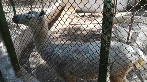 Little Boy Feeds Camelidae Lama Out Of Zoo Fence