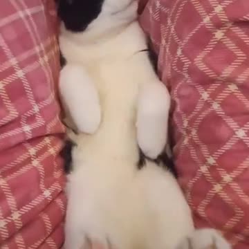 o gato que e cantor de musicas