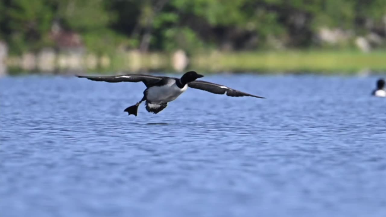 Loon landing