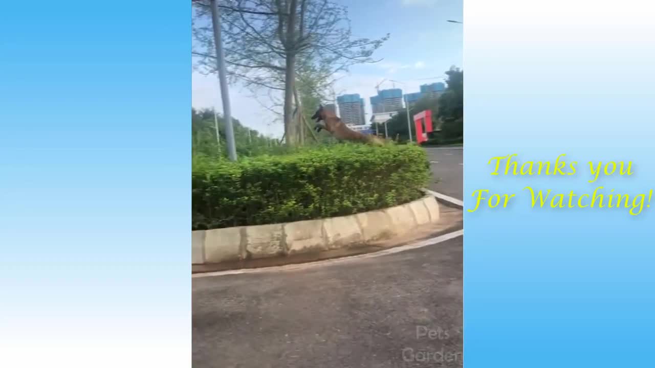Cute and Funny Cat and Dog Video Compilation