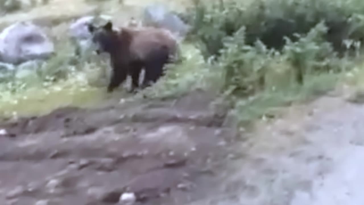 12 Times Bear Encounters Went Horribly Wrong