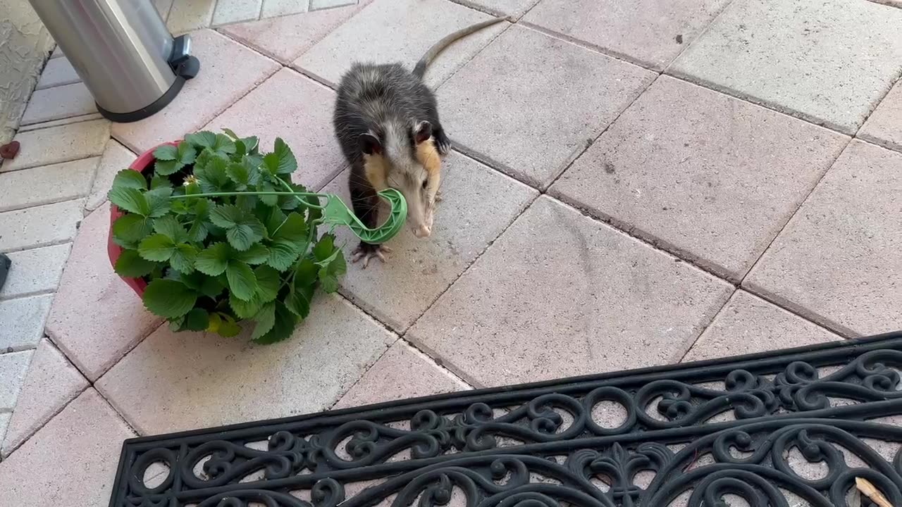 On opossum at our front door scared the crap out of me