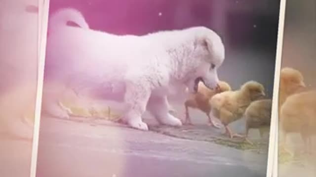 #Animals Love Status # New Animal Love WhatsApp status Tamil