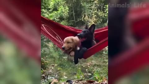 Awesome Funniest cats and dogs