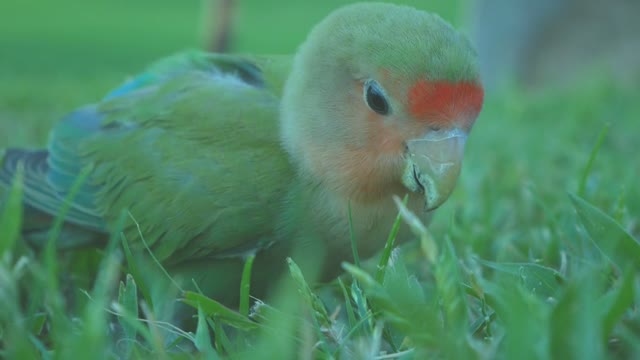 Small parrot eating grass