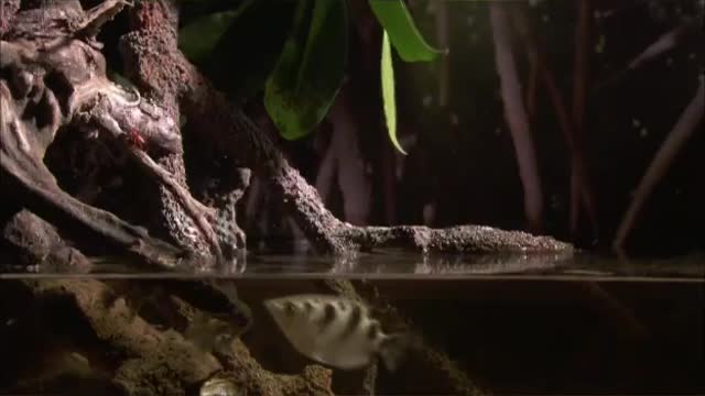 The little fish is so smart