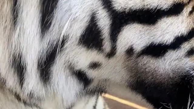 Only a zoo tiger should be so good
