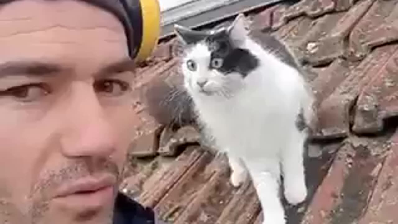 Curious Cat Tries to Find the Source of Mysterious Sound