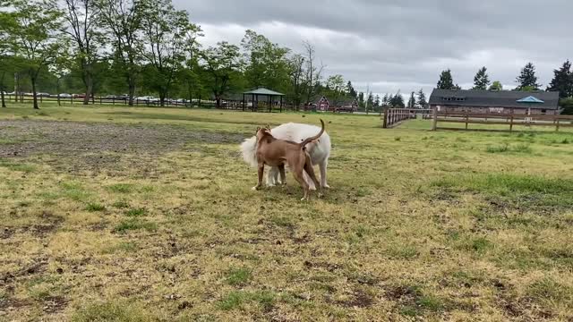 Watch how the German Shepherd attack the Pitbull.