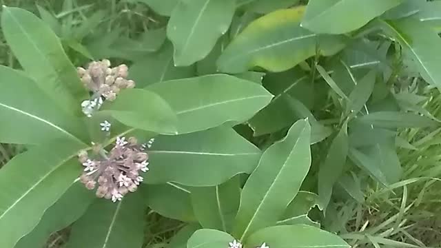 Milkweed