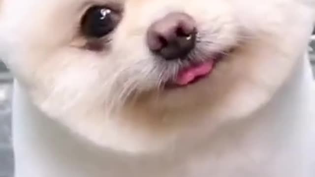 Video dogs and funny Pomeranian videos