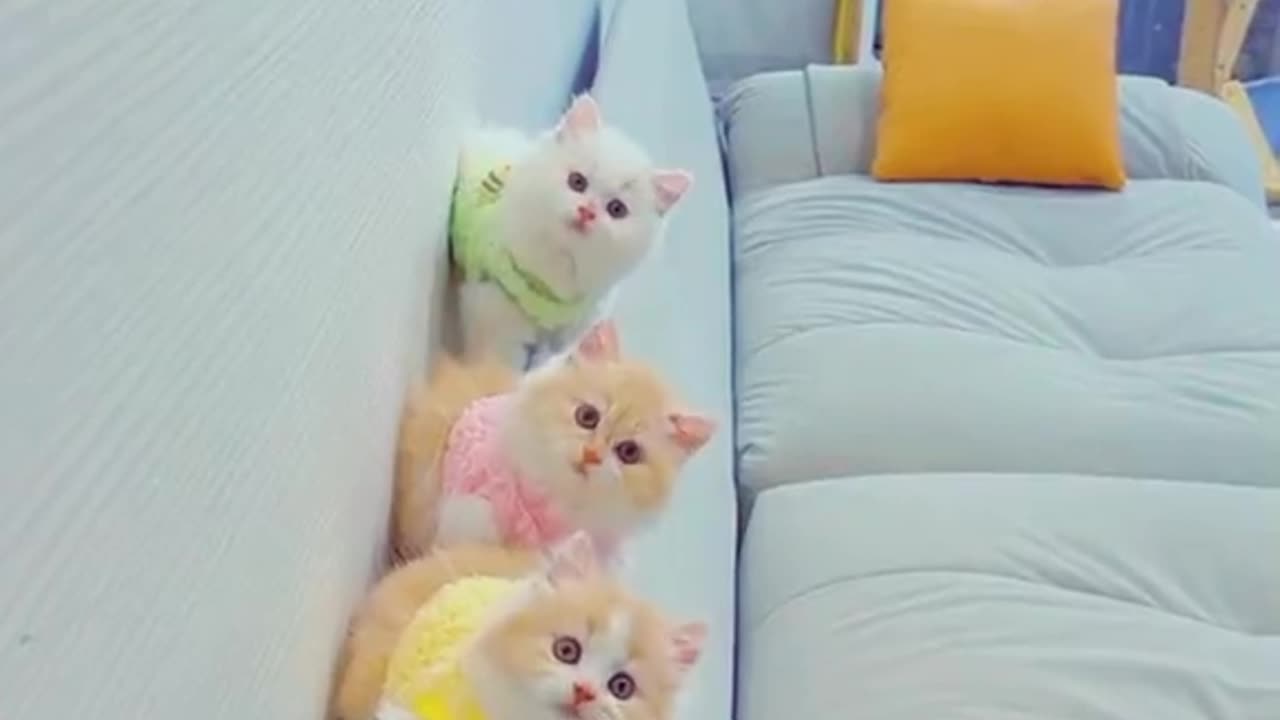 cutebaby cats