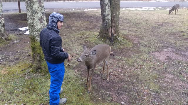 Wild Deer Eats My Breakfast