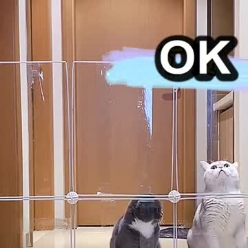 When the cat encounters a transparent partition.