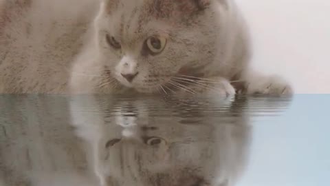 The kitten looked at her reflection in the water and thought deeply